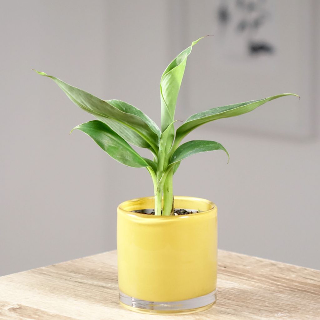 Musa acuminata - Bananier