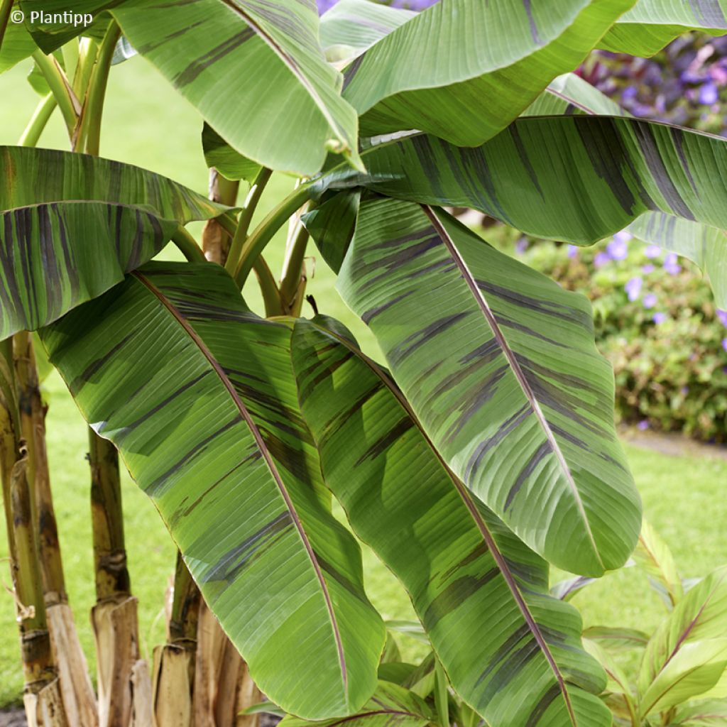 Musa sikkimensis Ever Red - Bananier du Sikkim