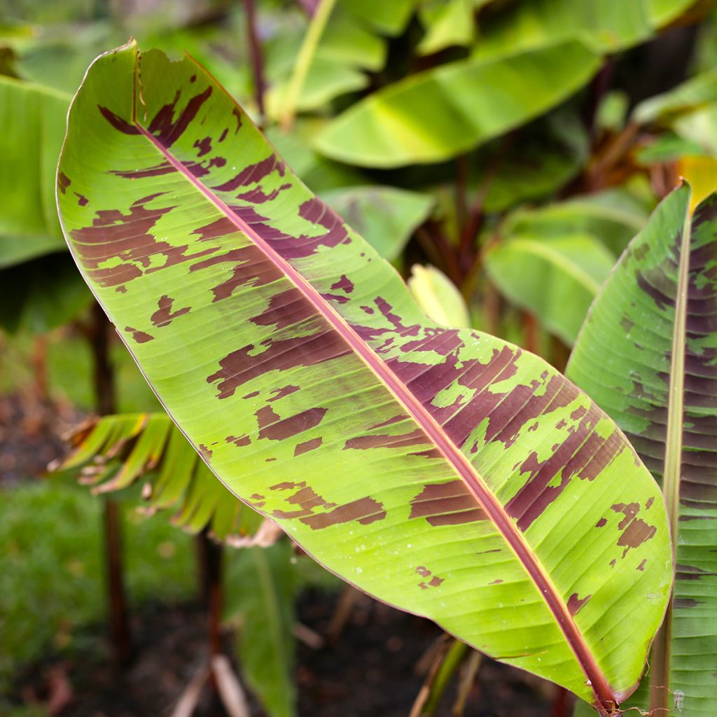 Musa acuminata Zebrina - Bananier