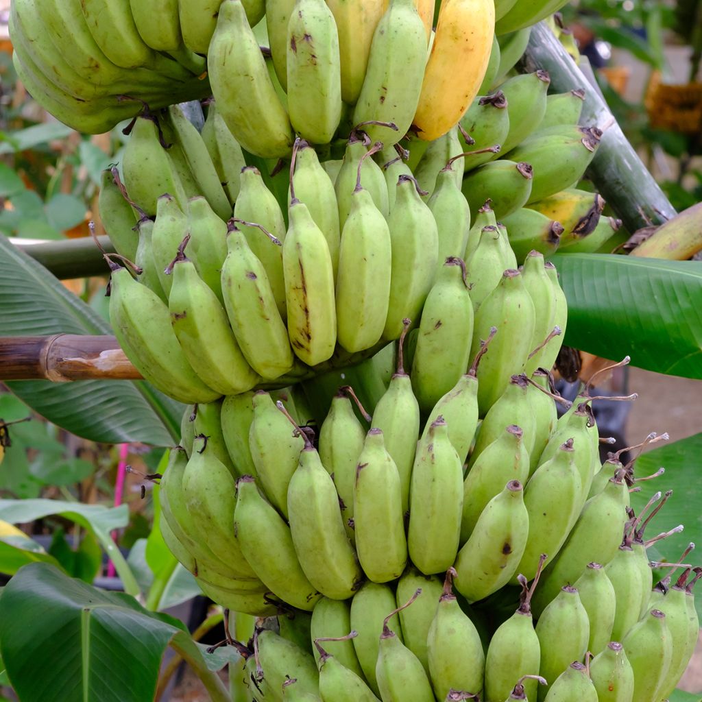 Bananier - Musa × paradisiaca Pisang Serbu