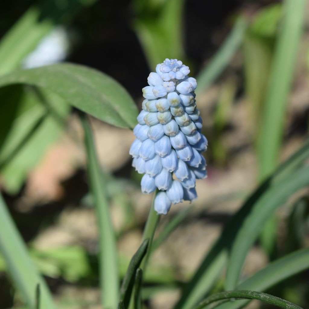 Muscari Baby's Breath (Jenny Robinson)