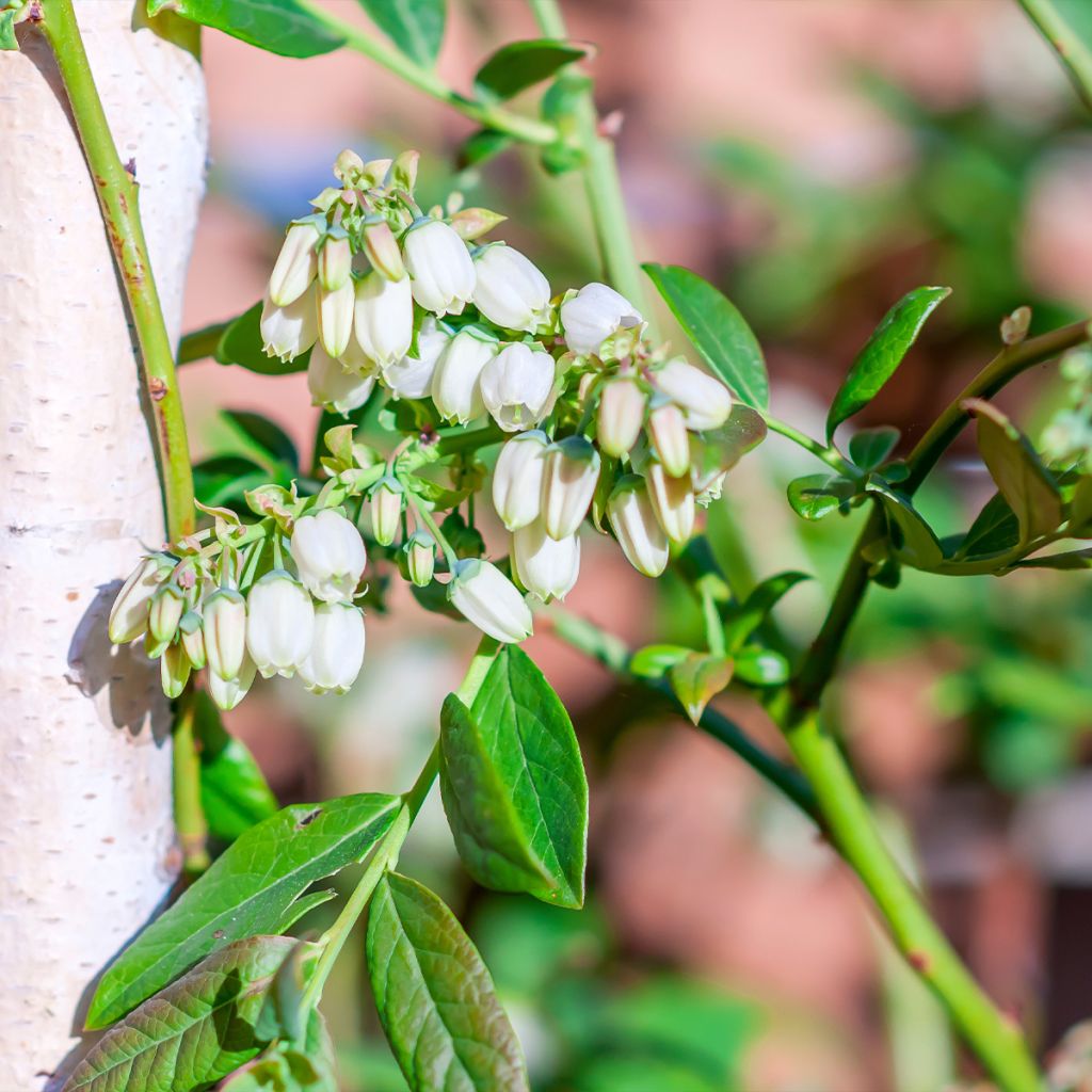 Myrtille d'Amérique - Vaccinium corymbosum Pionner