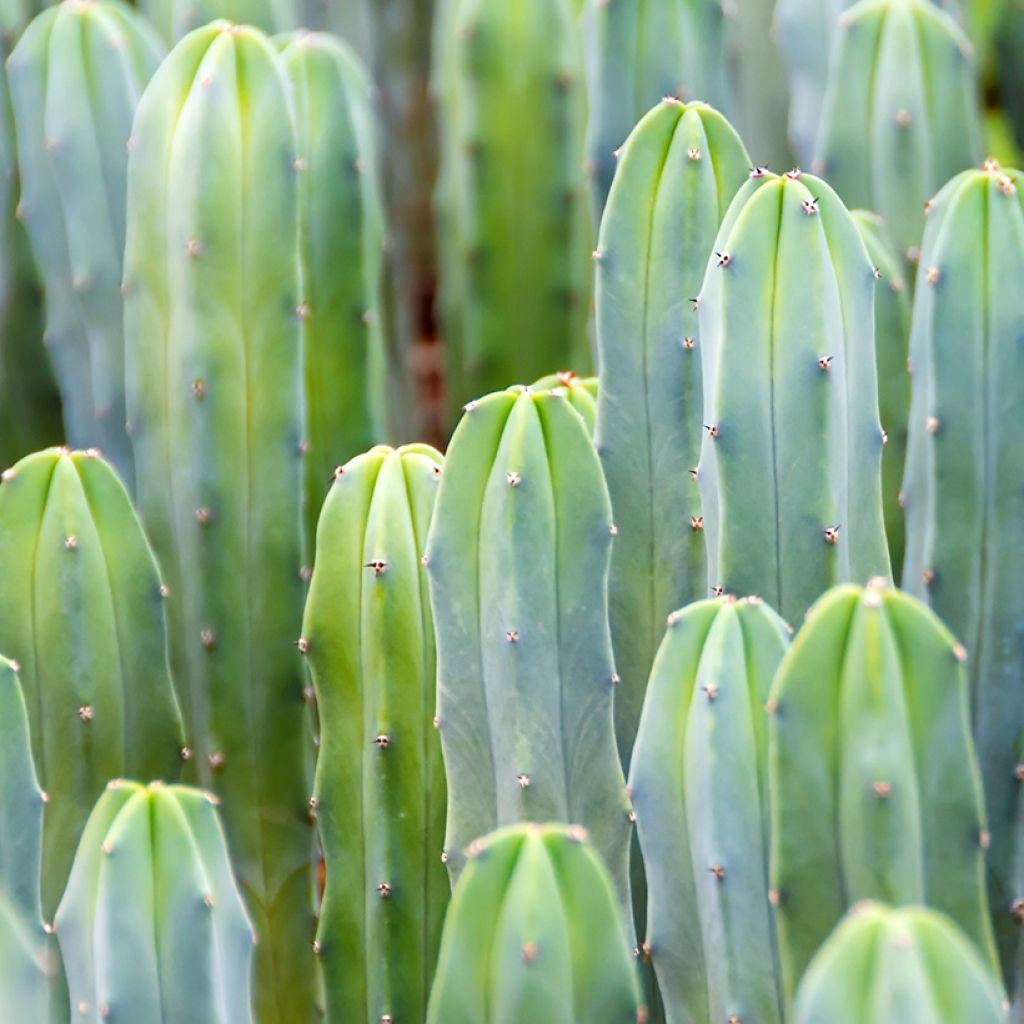 Myrtillocactus geometrizans - Chandelle Bleue
