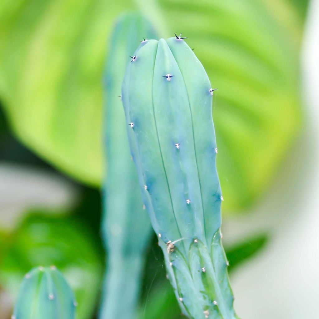 Myrtillocactus geometrizans - Chandelle Bleue