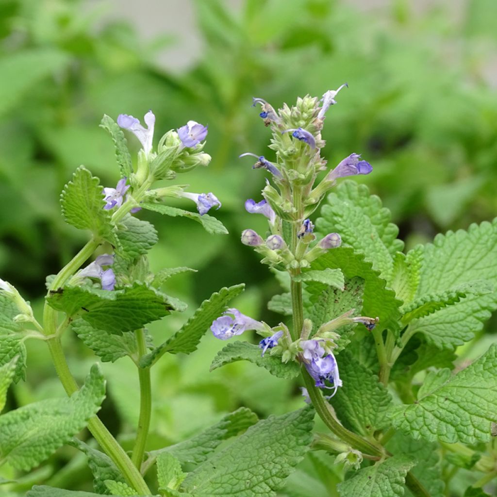 Nepeta grandiflora Zinser's Giant - Herbe à chats géante