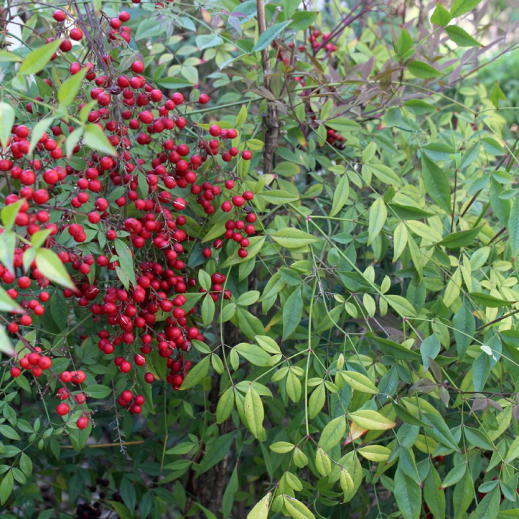 Nandina domestica - Bambou sacré