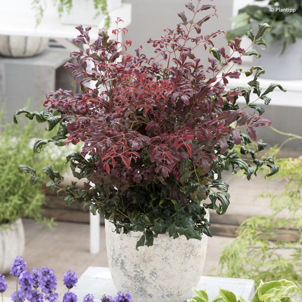 Nandina domestica Curly Obsessed - Bambou sacré