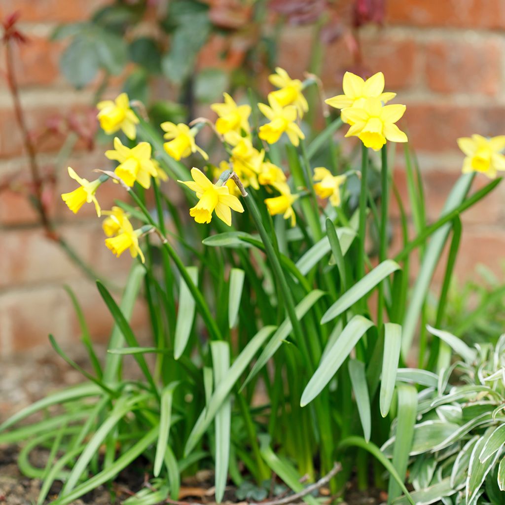 Narcisse Tête à Tête