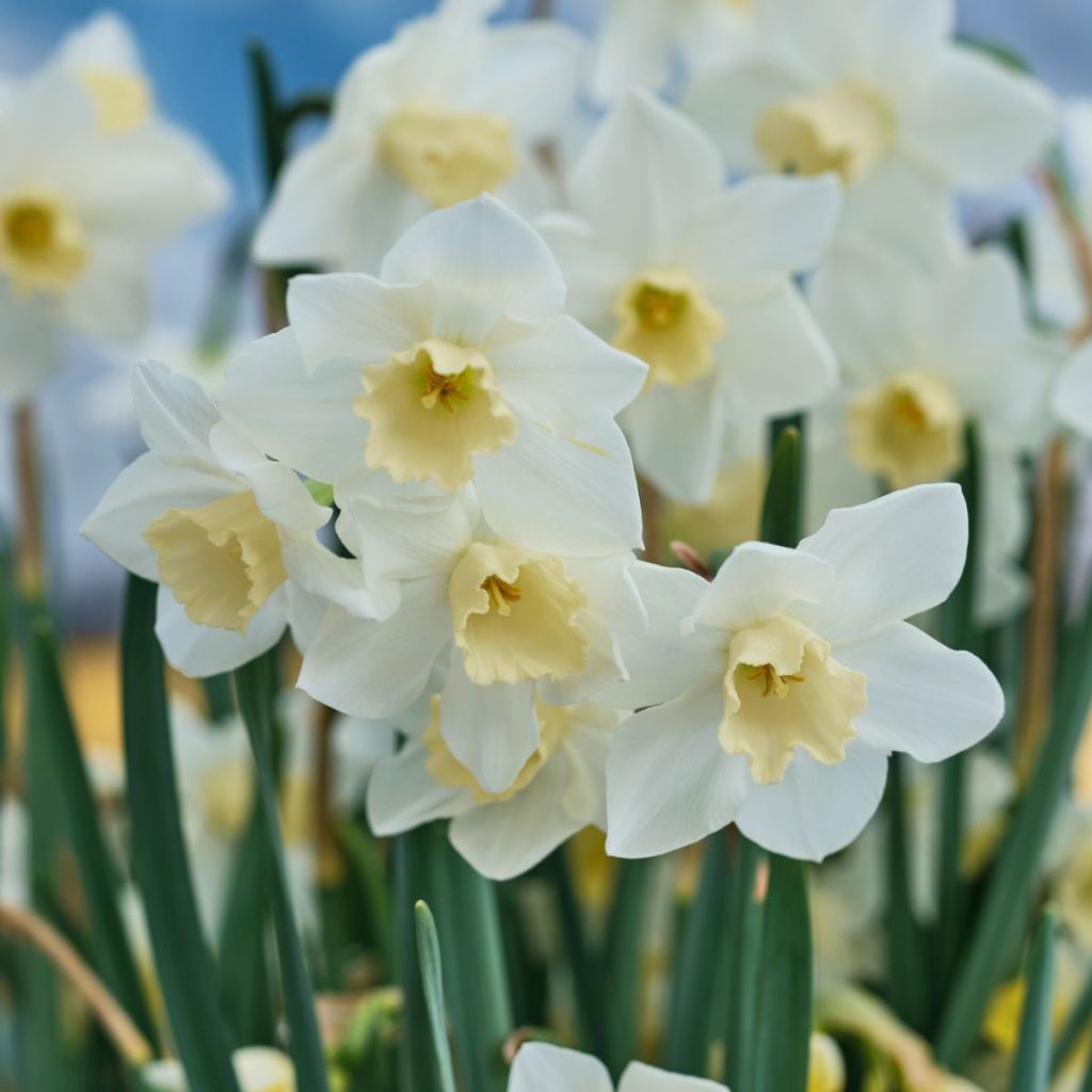 Narcisse Hillstar