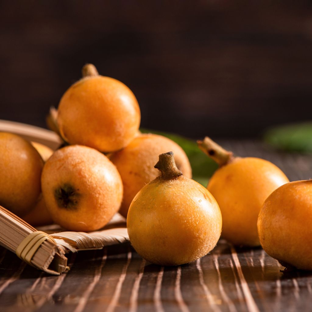 Néflier du Japon Argelino - Eriobotrya japonica