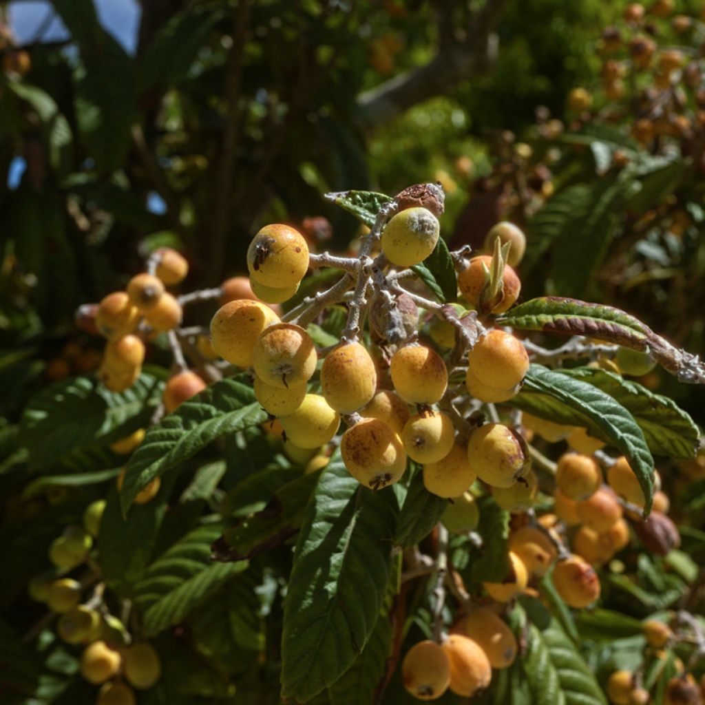 Néflier du Japon Argelino - Eriobotrya japonica