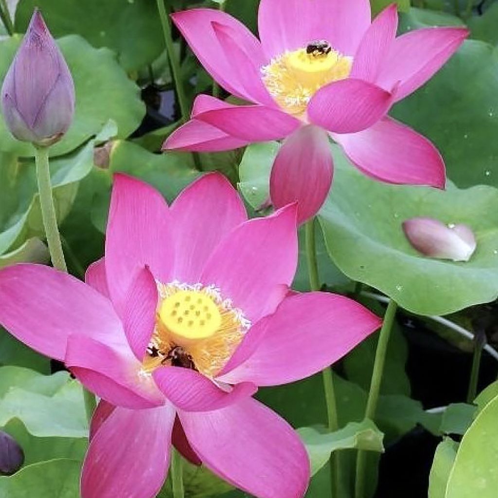 Nelumbo Red at Sunset - Lotus nain rouge