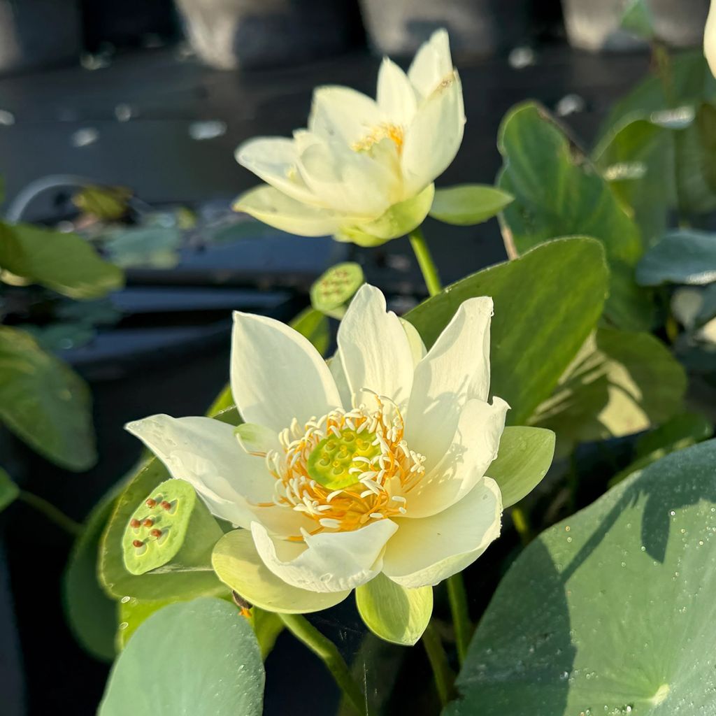 Nelumbo Little Antelope - Lotus nain