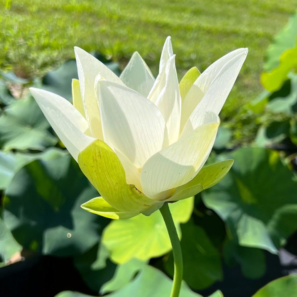 Nelumbo nucifera Tulip Lotus - Lotus des Indes