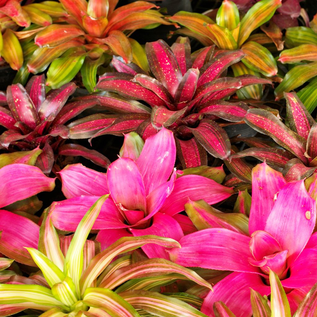 Neoregelia Medusa - Plante réservoir