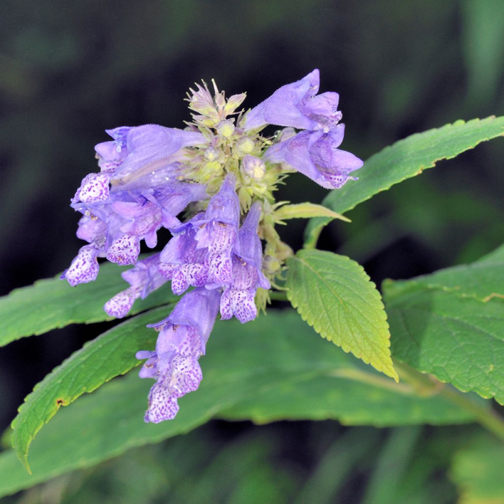 Nepeta subsessilis - Chataire subsessile 