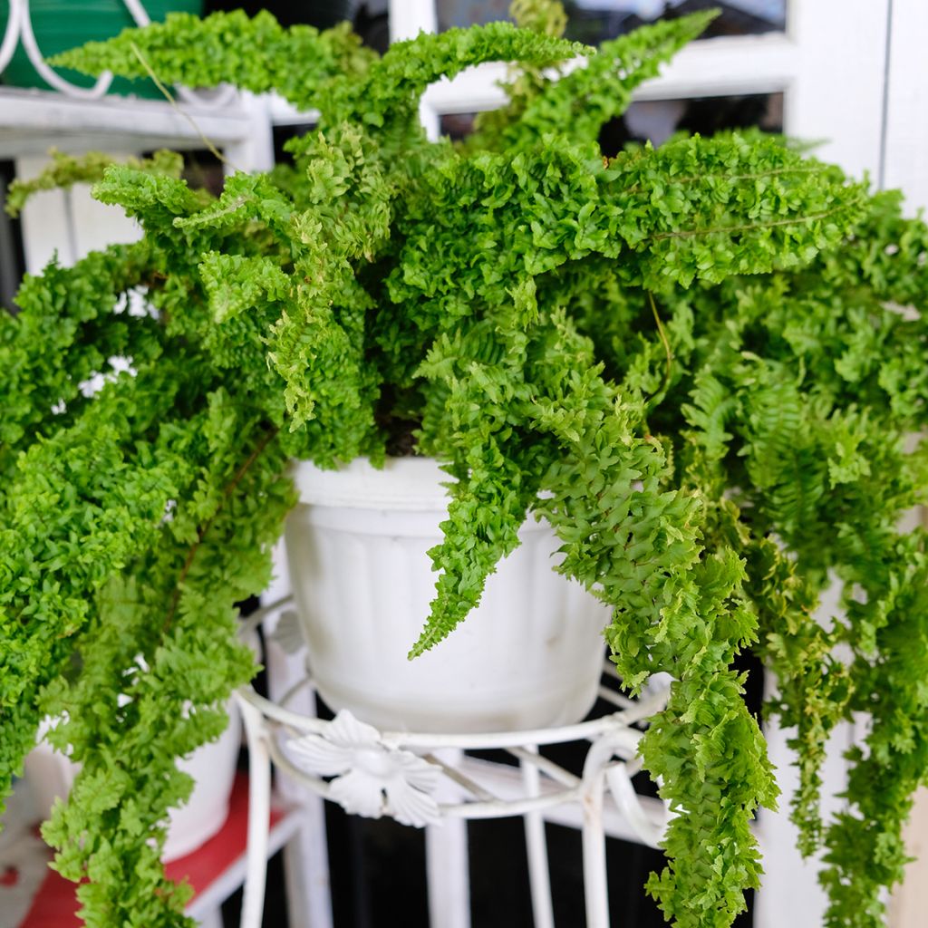 Nephrolepis exaltata Fluffy Ruffle - Fougère de Boston