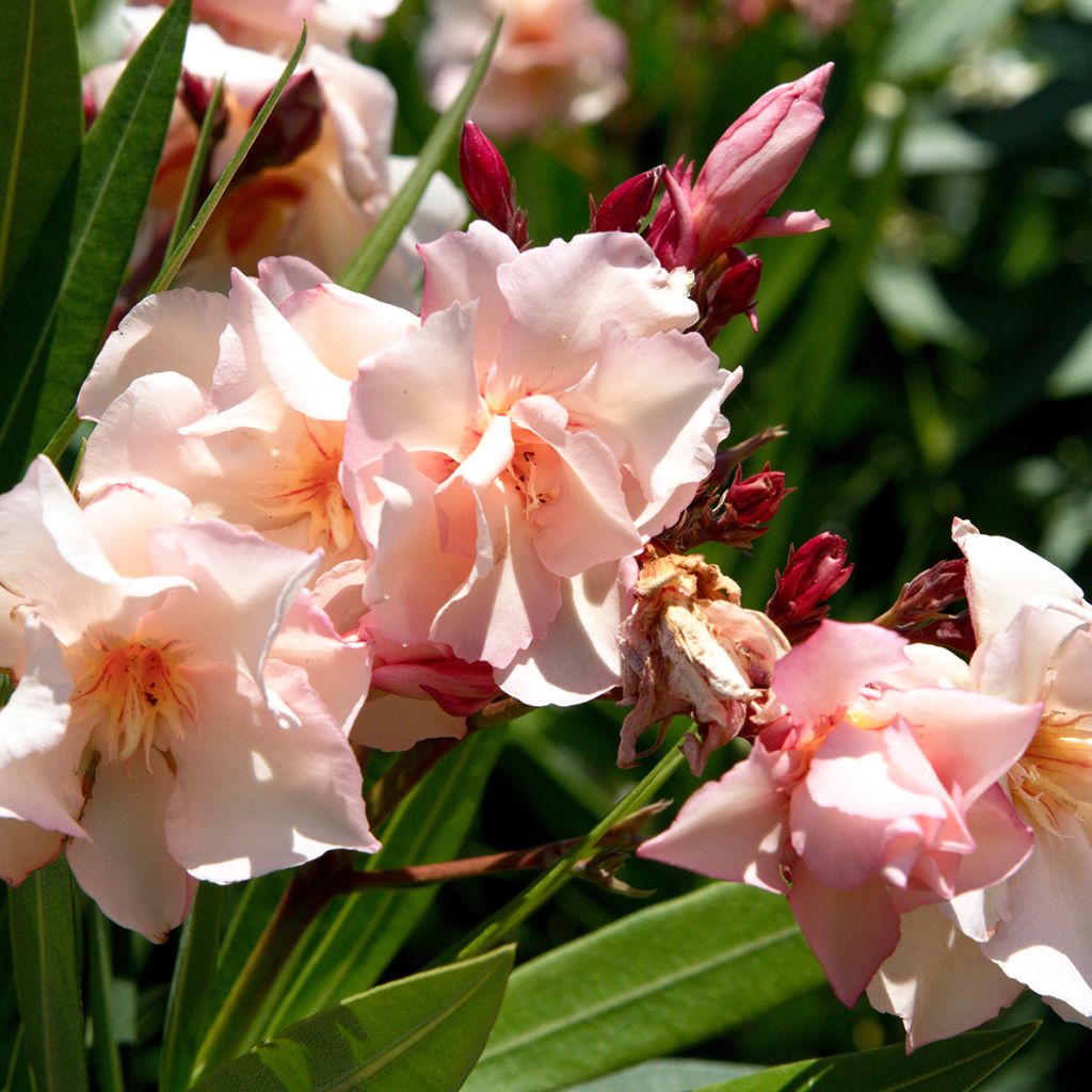 Laurier rose Provence - Nerium oleander