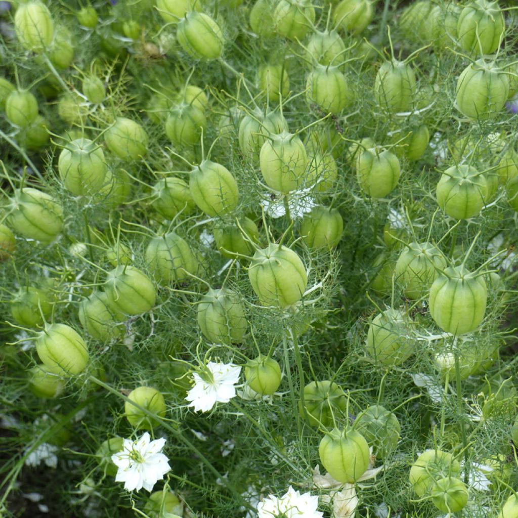 Graines de Nigelle de Damas Green Pod BIO