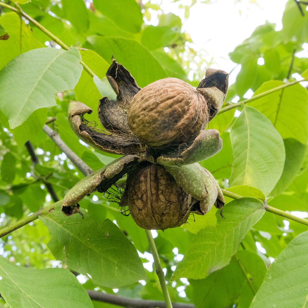 Noyer commun Pescianski - Juglans regia