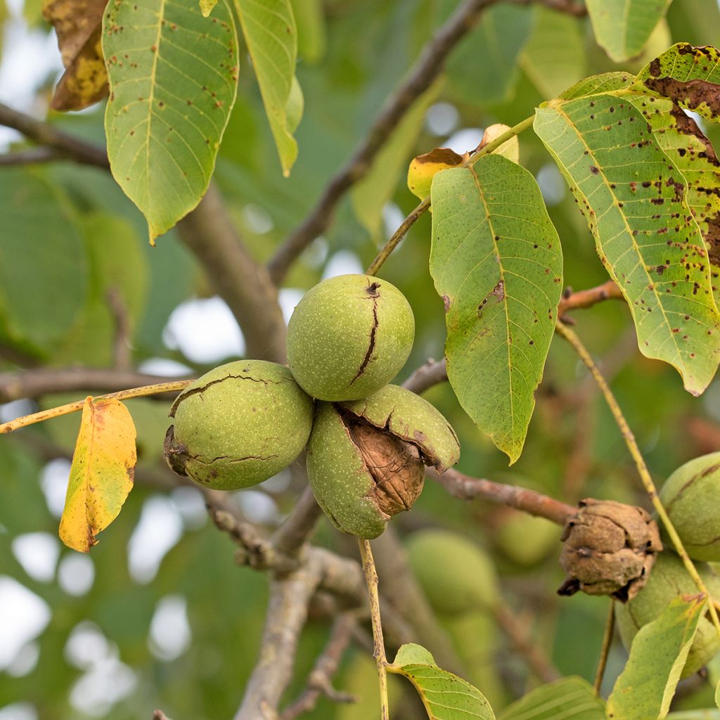 Noyer commun Tulare - Juglans regia