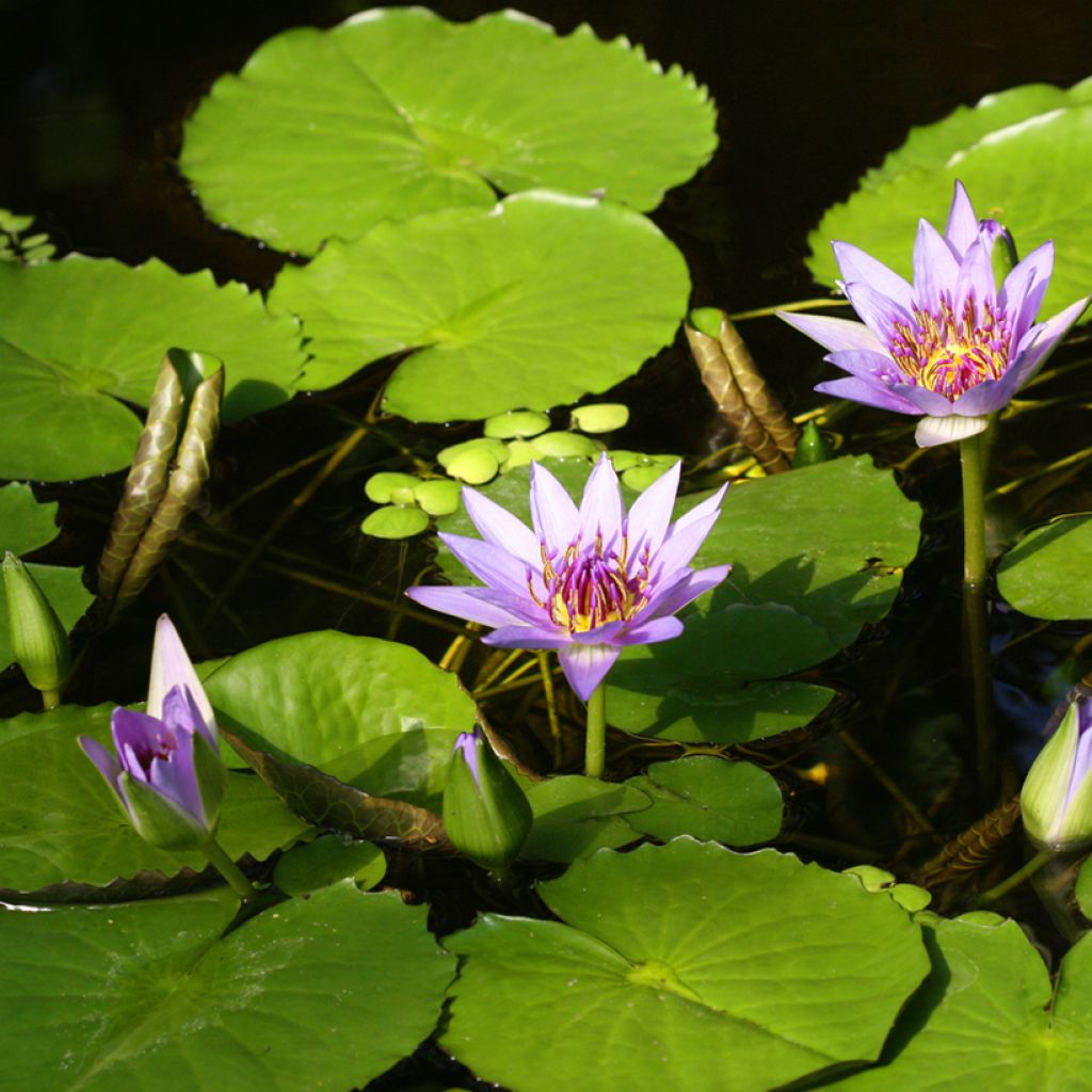Nymphaea colorata - Nenuphar bleu tropical