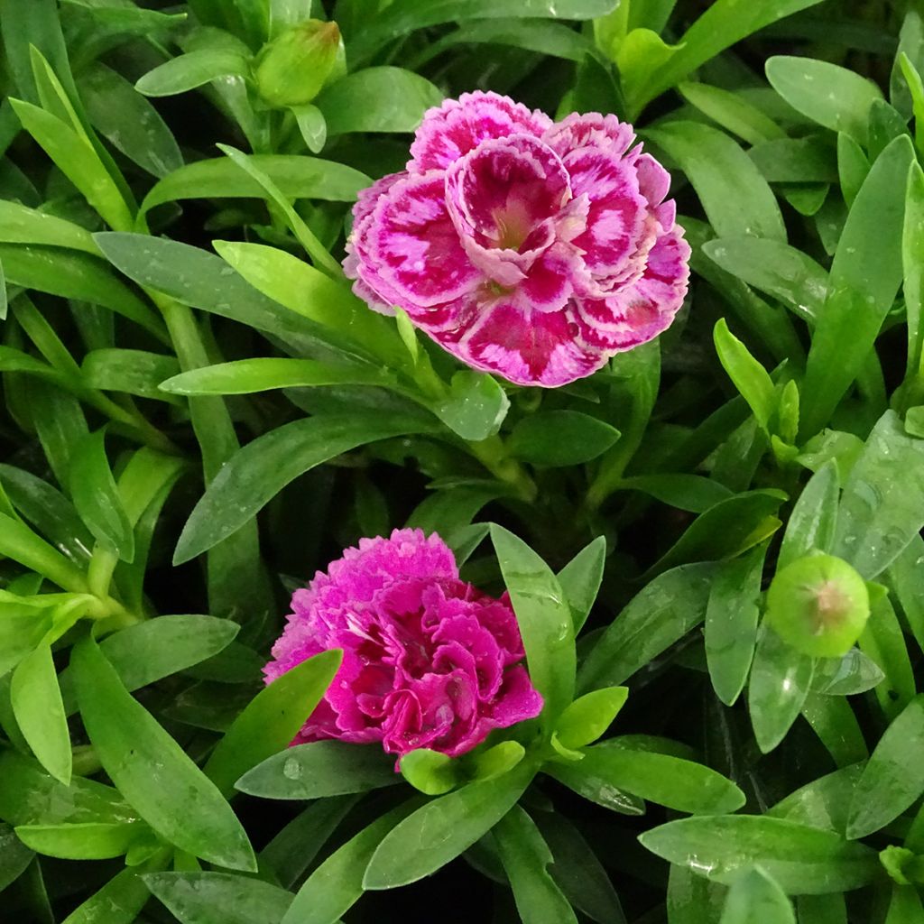 Oeillet double vivace Sunflor Sinclair - Dianthus hybride