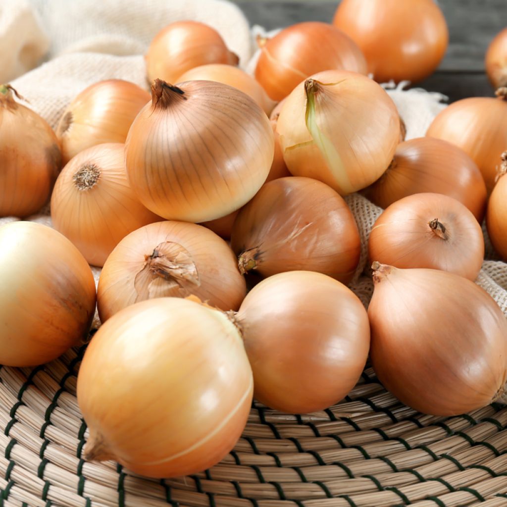 Oignon jaune Lorenzos (Création Vilmorin) - Vilmorin