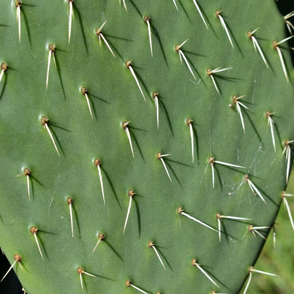Opuntia anacantha - Oponce
