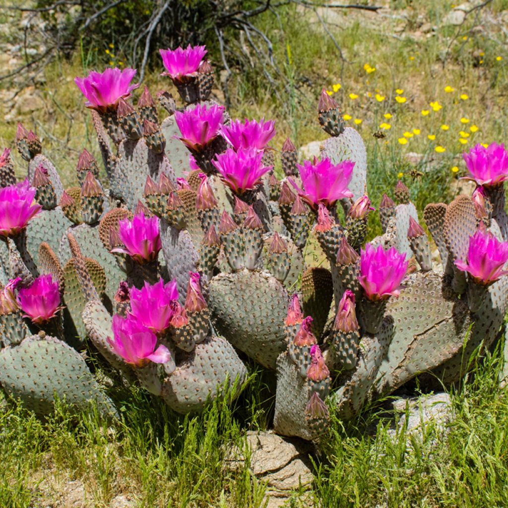 Opuntia basilaris - Cactus raquette