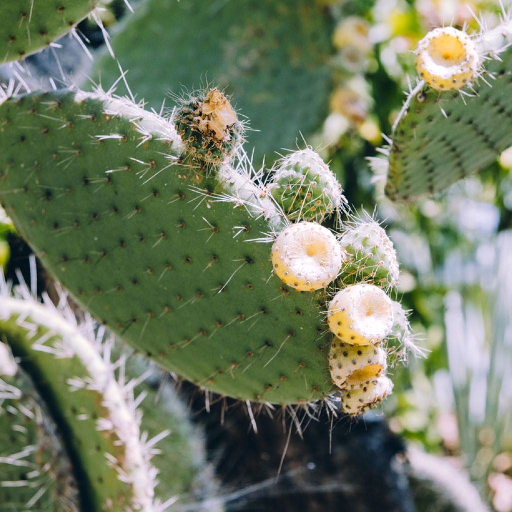 Opuntia bergeriana - Cactus raquette