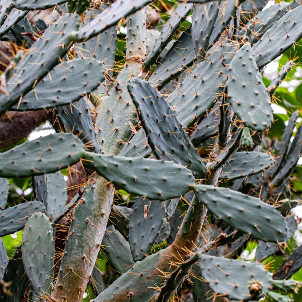 Opuntia bergeriana - Cactus raquette
