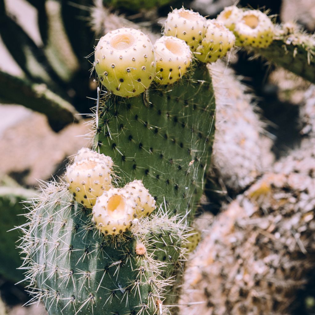 Opuntia bergeriana - Cactus raquette