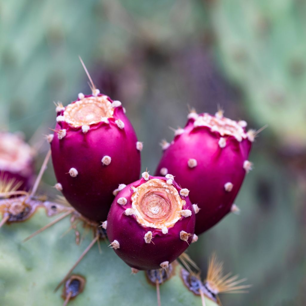 Opuntia engelmannii - Cactus raquette