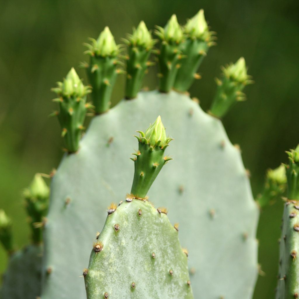 Opuntia engelmannii lindheimeri - Oponce