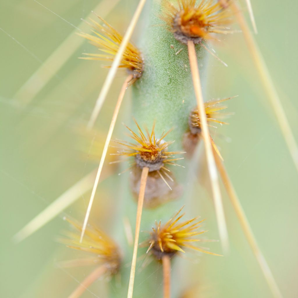 Opuntia engelmannii var. linguiformis - Oponce