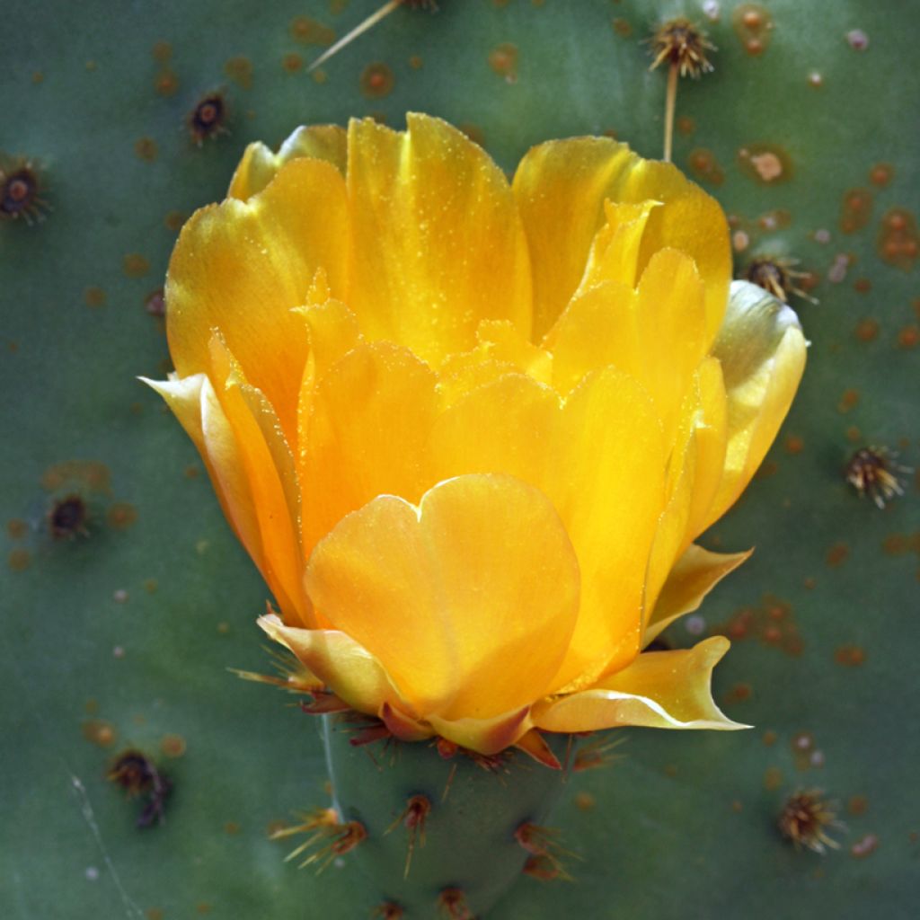 Opuntia engelmannii var. linguiformis - Oponce