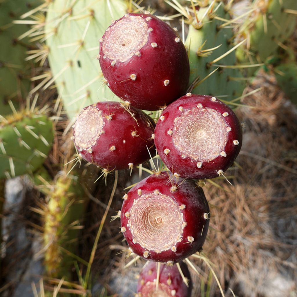 Opuntia engelmannii var. rastrera - Oponce