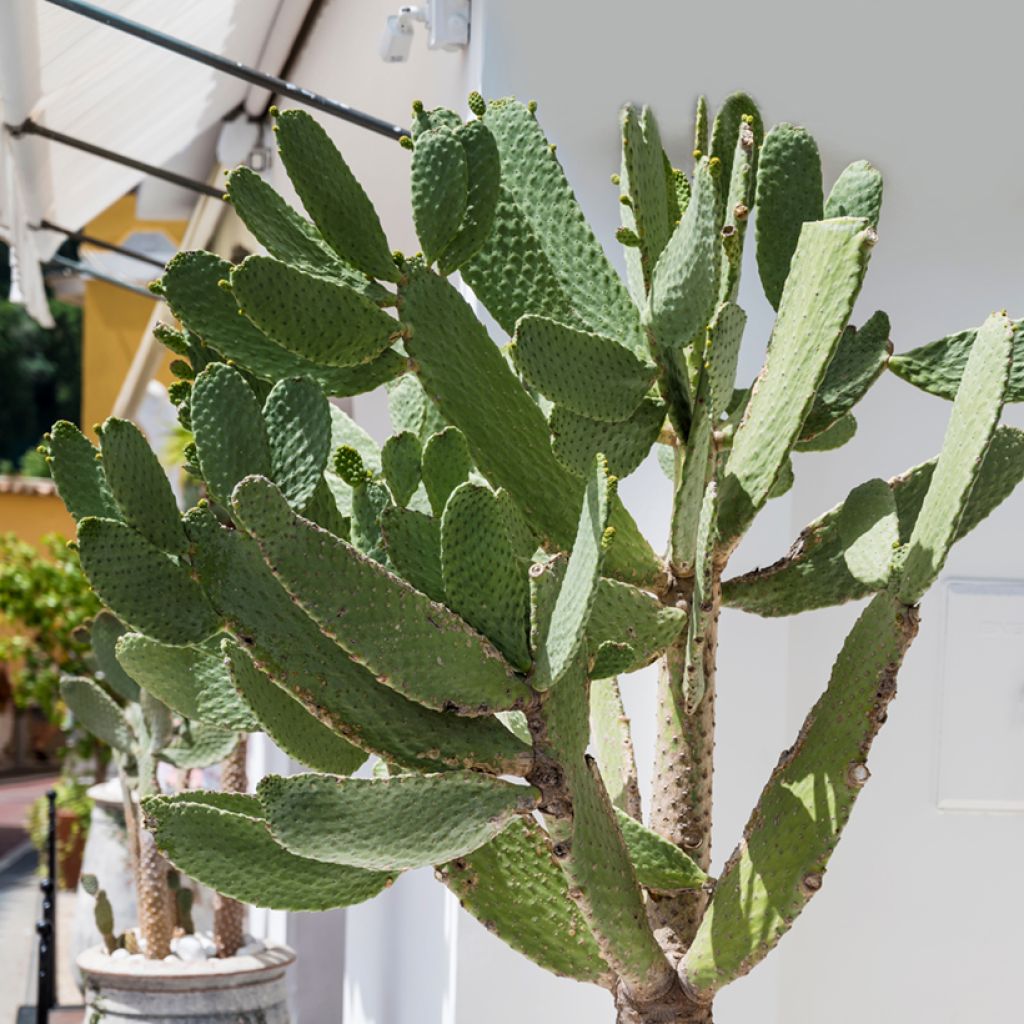 Opuntia leucotricha - Cactus raquette