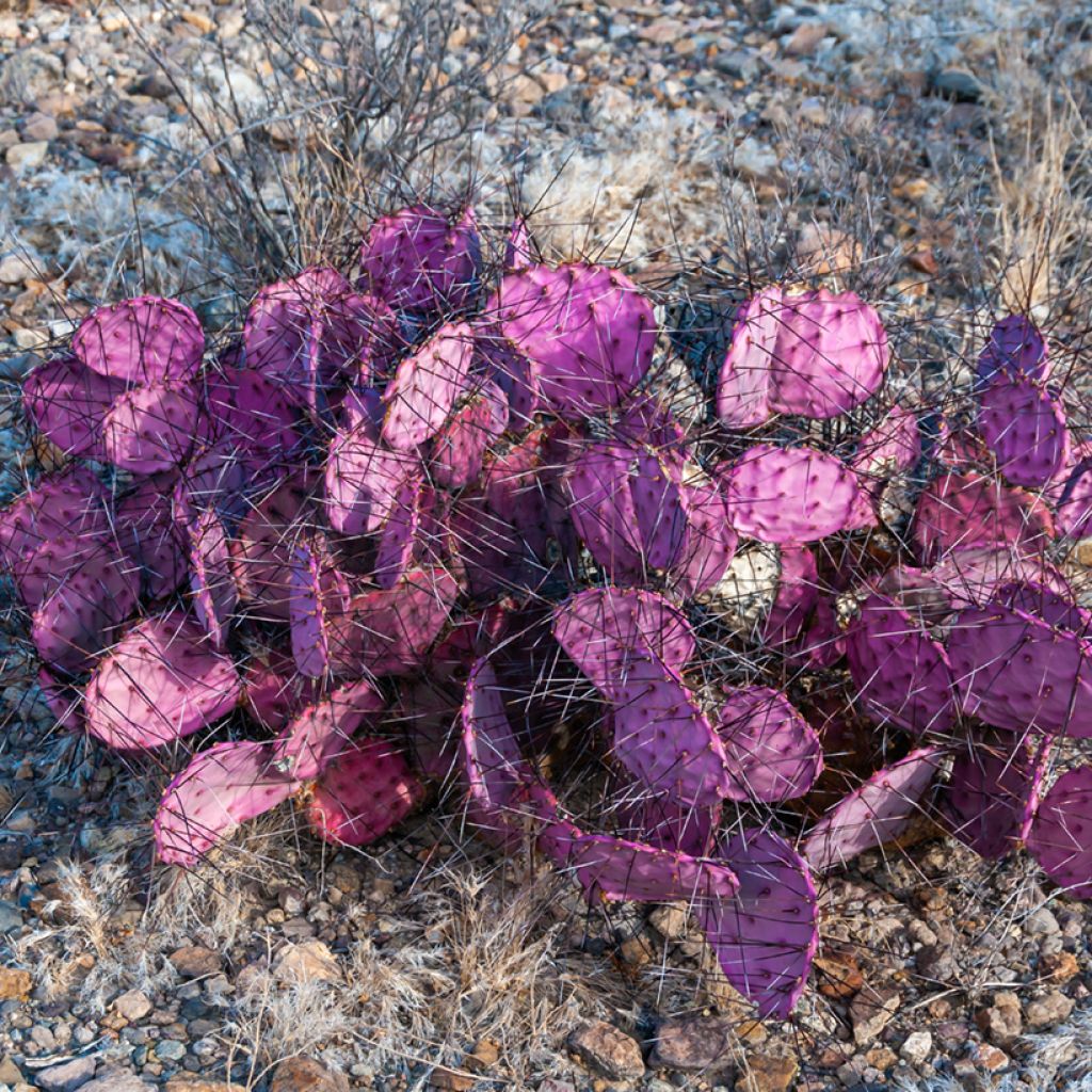 Opuntia macrocentra - Cactus raquette