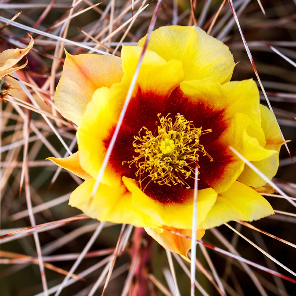 Opuntia macrocentra - Cactus raquette