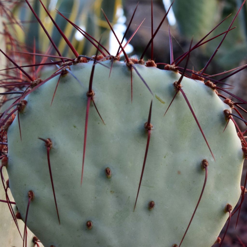 Opuntia macrocentra (épines noires) - Cactus raquette