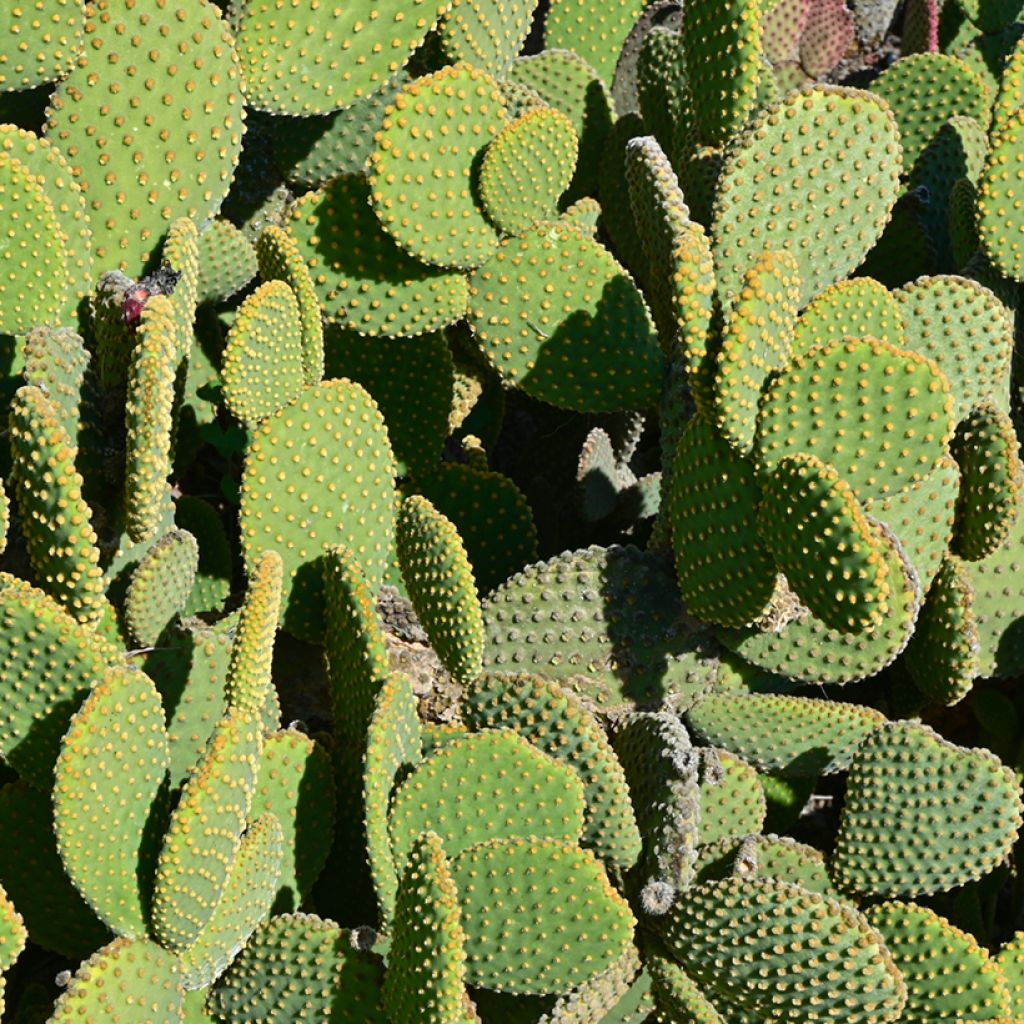 Opuntia microdasys - Oponce