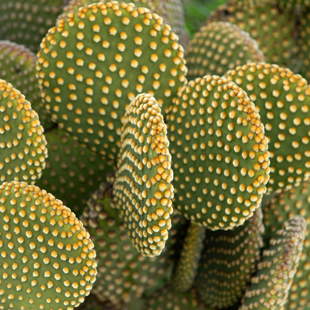 Opuntia microdasys var. pallida - Cactus raquette