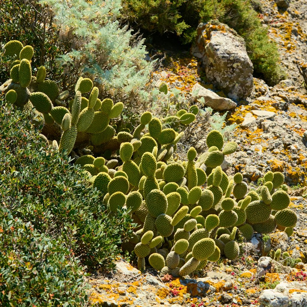 Opuntia microdasys var. pallida - Cactus raquette