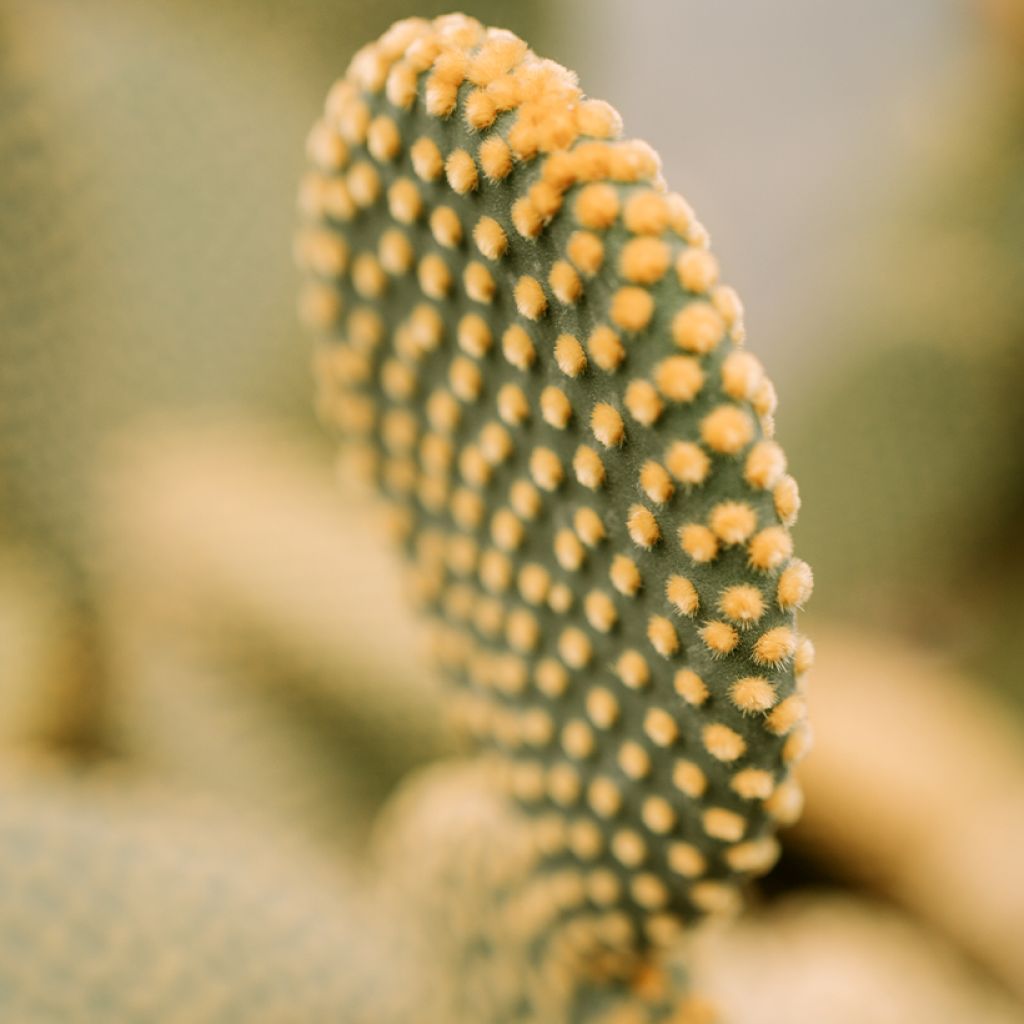 Opuntia microdasys var. pallida - Cactus raquette