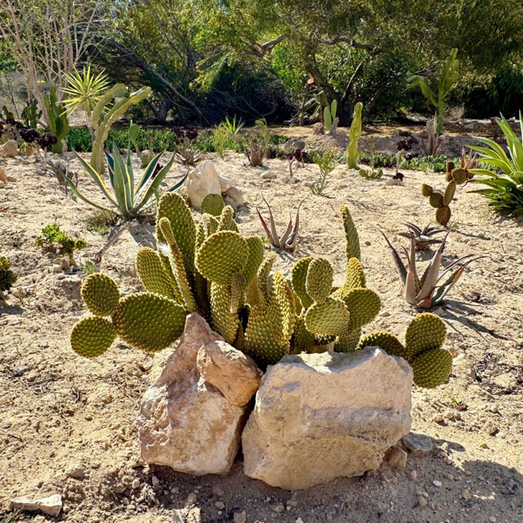 Opuntia microdasys var. pallida - Cactus raquette