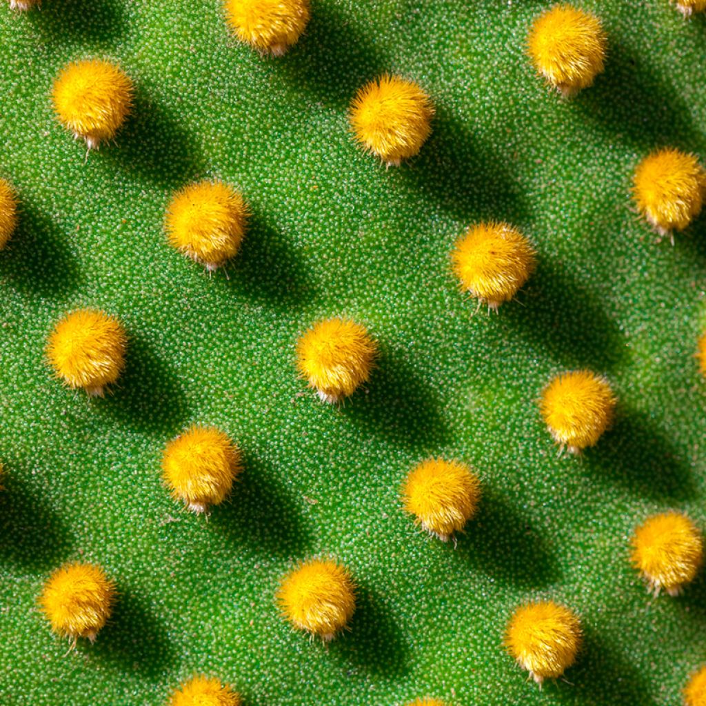 Opuntia microdasys var. pallida - Cactus raquette