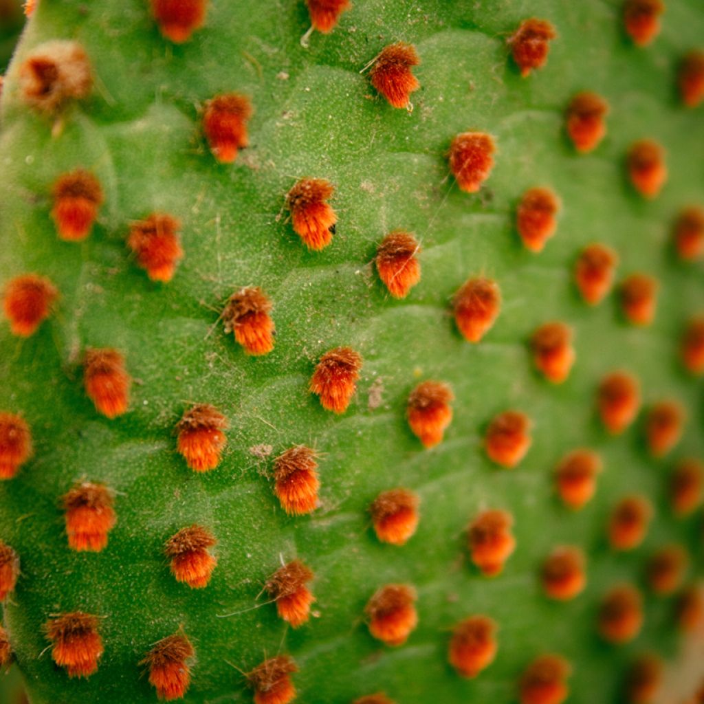 Opuntia microdasys var. rufida - Cactus raquette