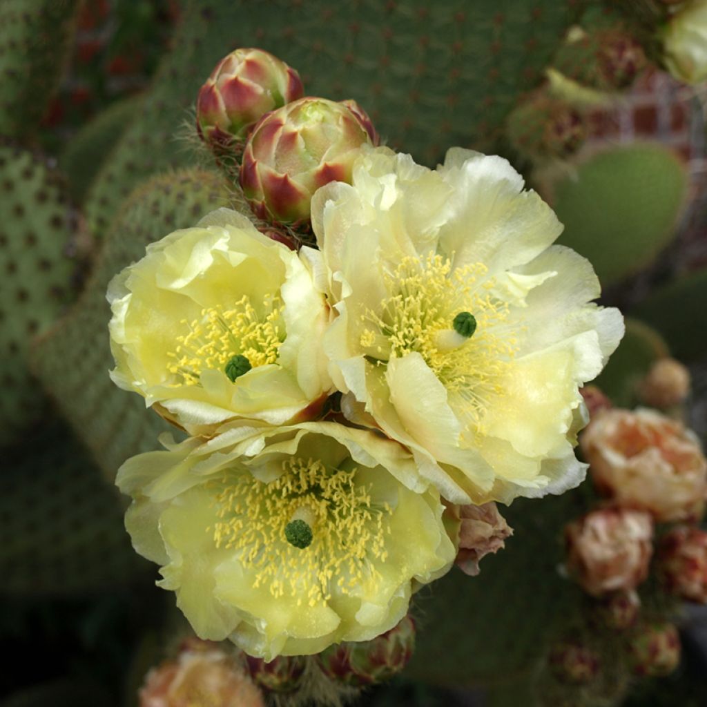 Opuntia microdasys var. rufida - Cactus raquette